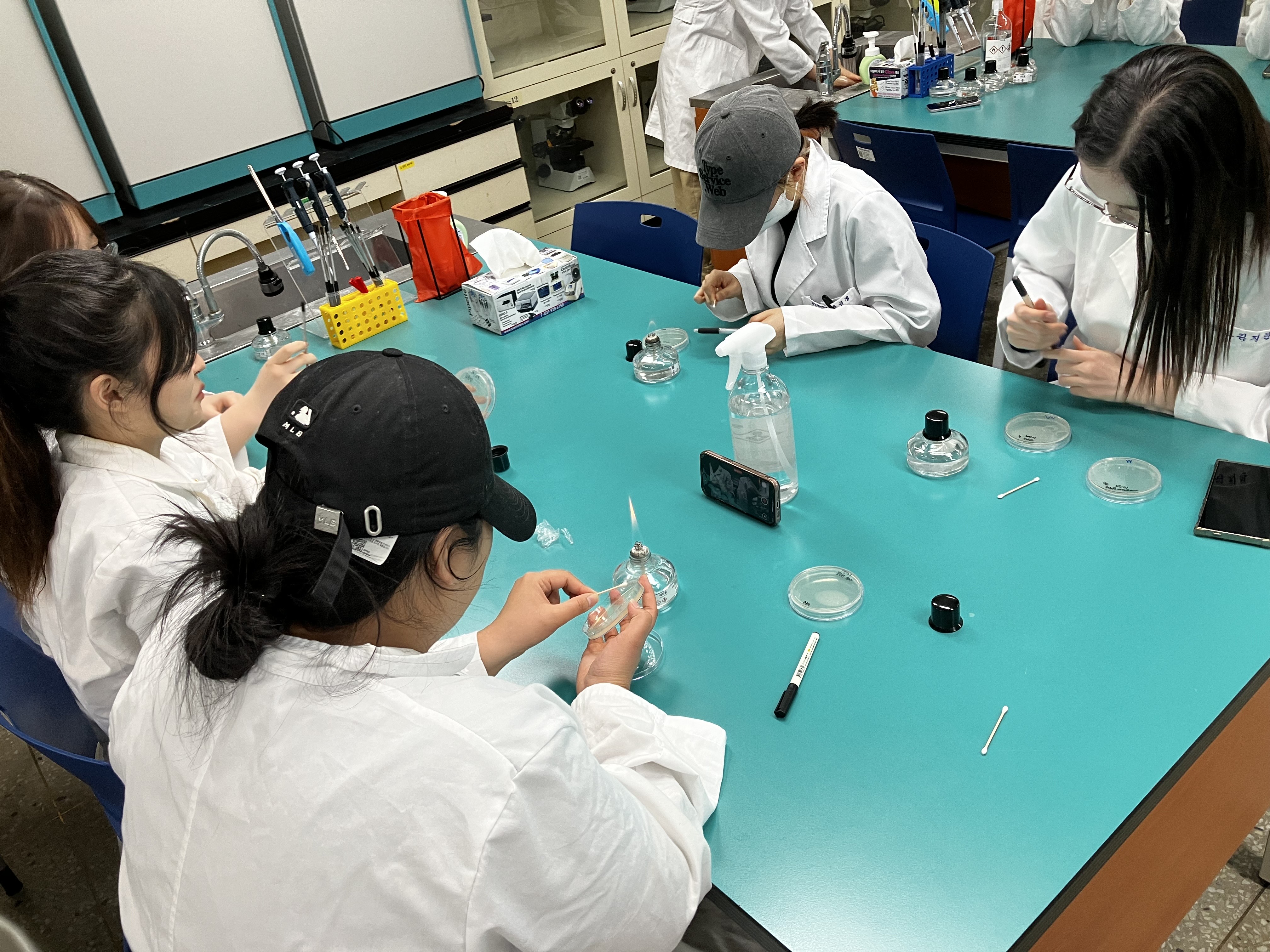 원하는 곳에 면봉 문지른 후 세균 배양하기