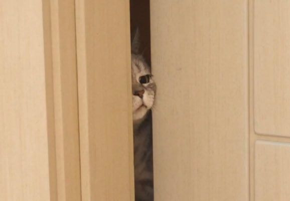 게시판 >세저리 이야기 > 저널리즘대학원